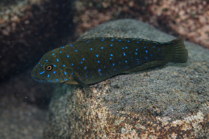 Eretmodus cyanostictus 'Lyela'